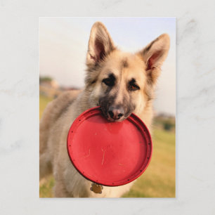 Carte Postale Frisbee