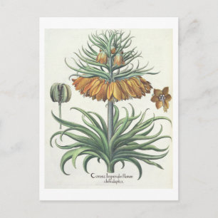 Carte Postale Fritillaire : Classe de florum d'Imperialis de