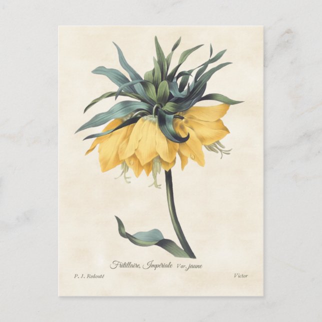 Carte Postale Fritillaire jaune Vintage Botanique (Devant)