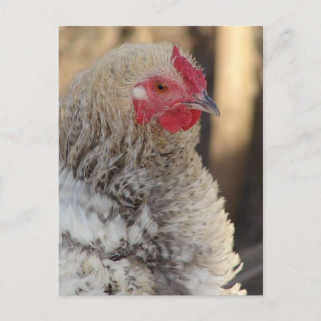 Carte Postale Frizzle Rooster (Devant)