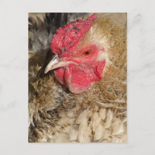 Carte Postale Frizzle Rooster