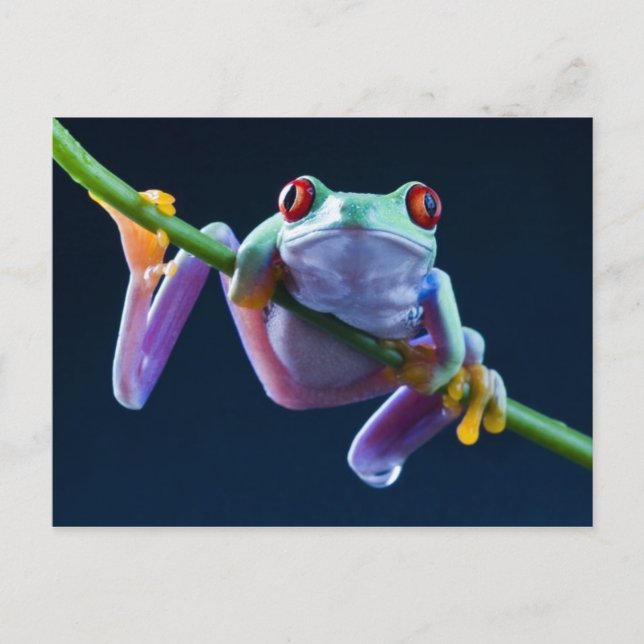 Carte Postale Frog (Devant)