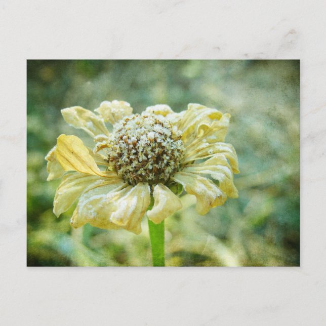 Carte Postale Frosty Zinna (Devant)