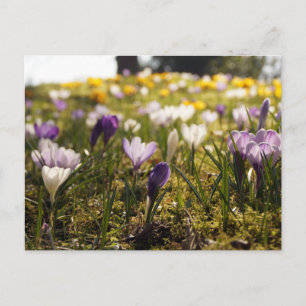 Carte Postale Frühlings Wiese mit Krokus im Gegenlicht