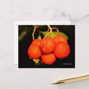 Carte Postale Fruit d'Arbutus Arbutus Arbusier Ripende