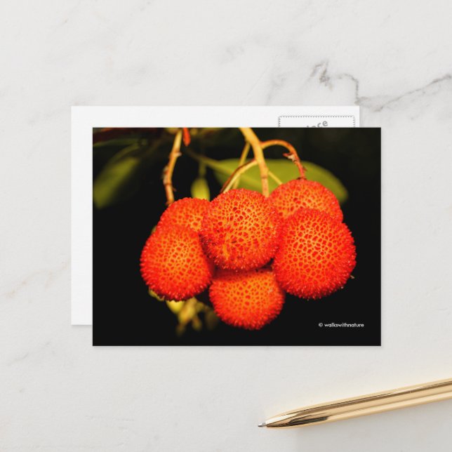 Carte Postale Fruit d'Arbutus Arbutus Arbusier Ripende (Devant/Arrière en situation)