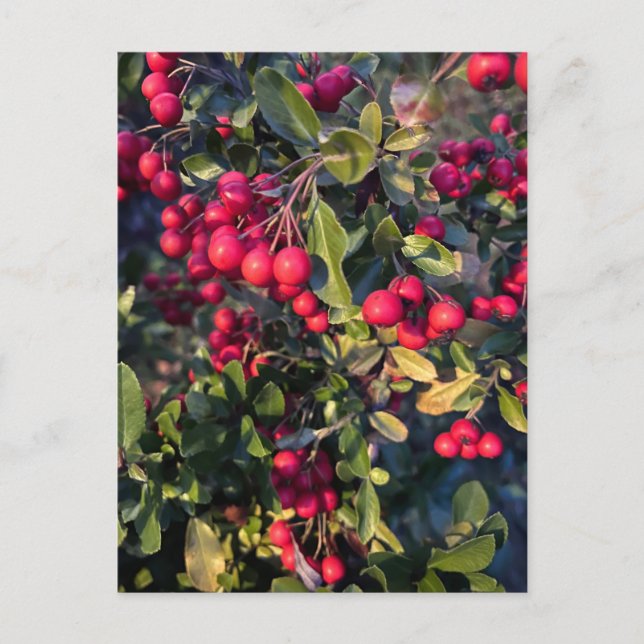 Carte Postale Fruit d'automne (Devant)