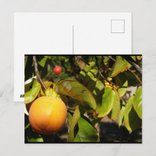Carte Postale Fruit de kaki dans l'arbre