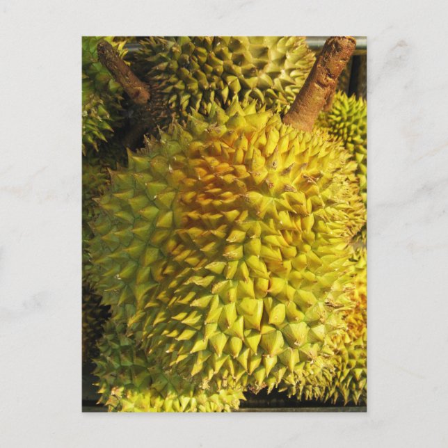 Carte Postale Fruit du durian (Devant)
