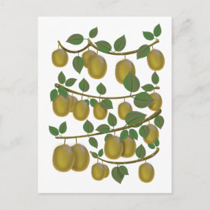 Carte Postale Fruit Kiwi