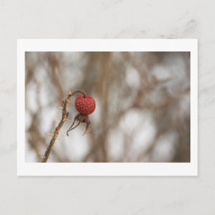 Carte postale Fruit Rose sauvage