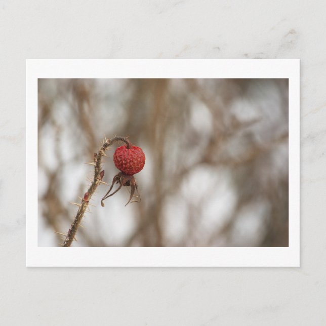 Carte postale Fruit Rose sauvage (Devant)