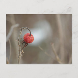 Carte postale Fruit Rose sauvage