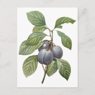 Carte Postale Fruit vintage, Plums pourpres de jardin par Redout