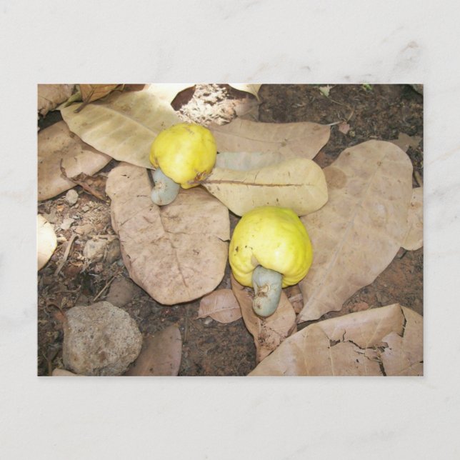Carte Postale Fruits de cajou, Nigeria (Devant)