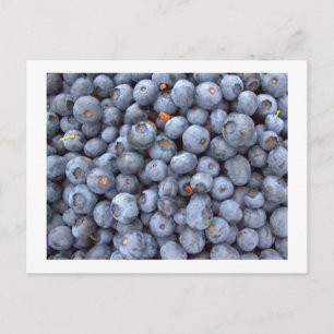 Carte Postale fruits de myrtille, photo prise dans une ferme de 
