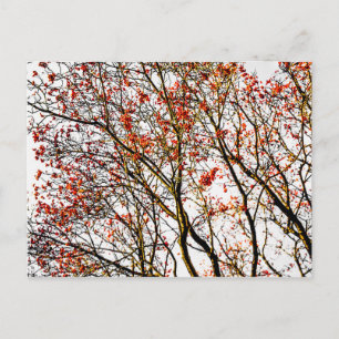 Carte Postale Fruits de sorbier rouge ou baies de frêne