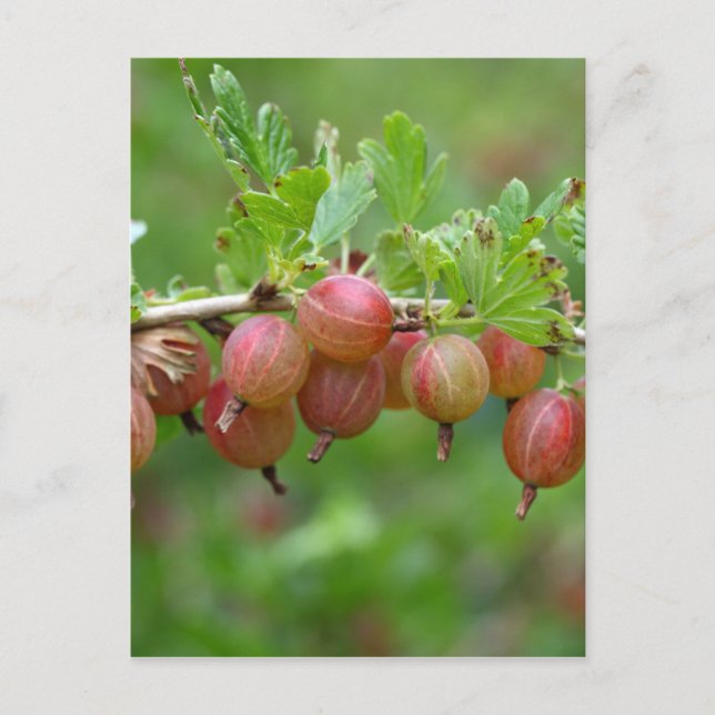 Carte Postale Fruits d'une canneberge (Devant)