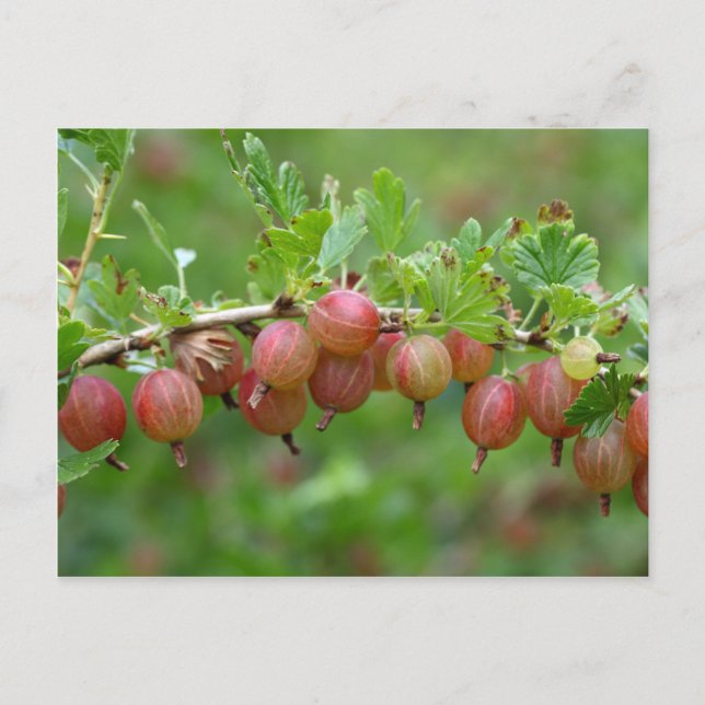 Carte Postale Fruits d'une canneberge (Devant)