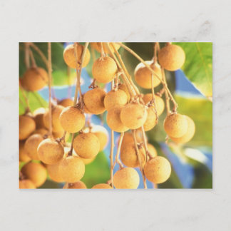 Carte Postale Fruits longs