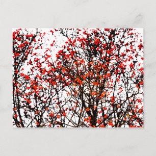 Carte Postale Fruits rouges ou fraises