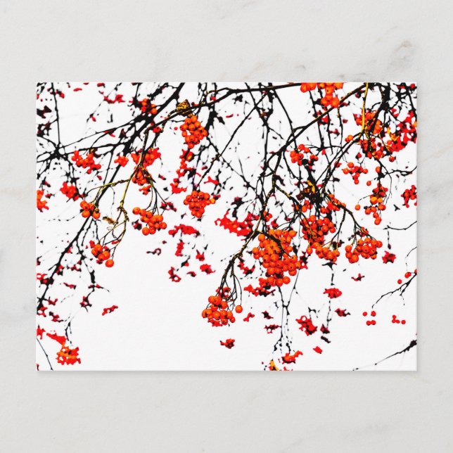 Carte Postale Fruits rouges ou fraises (Devant)