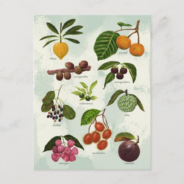 Carte Postale Fruits tropicaux Philippins exotiques peints à la  (Devant)