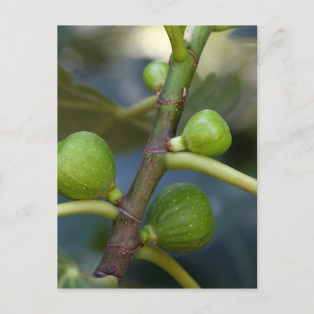 Carte Postale Fruits verts d'un figuier commun (Devant)