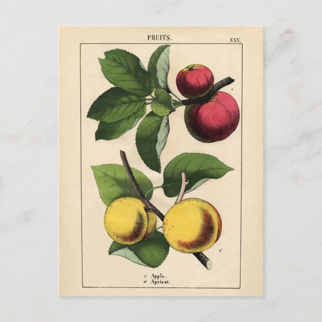 Carte Postale Fruits vintages Impression botanique (Devant)