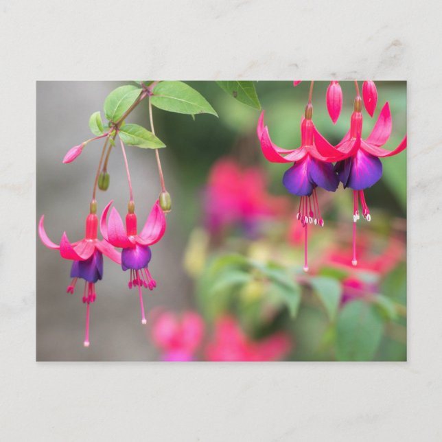Carte Postale Fuchsia Blossom (Devant)