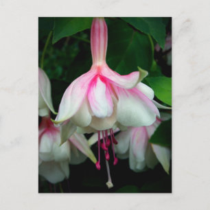 Carte Postale Fuchsia Devonshire Dumpling