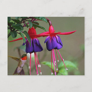 Carte Postale Fuchsia et Hummingbird
