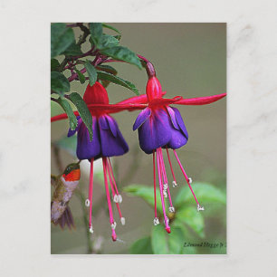 Carte Postale Fuchsia et Hummingbird