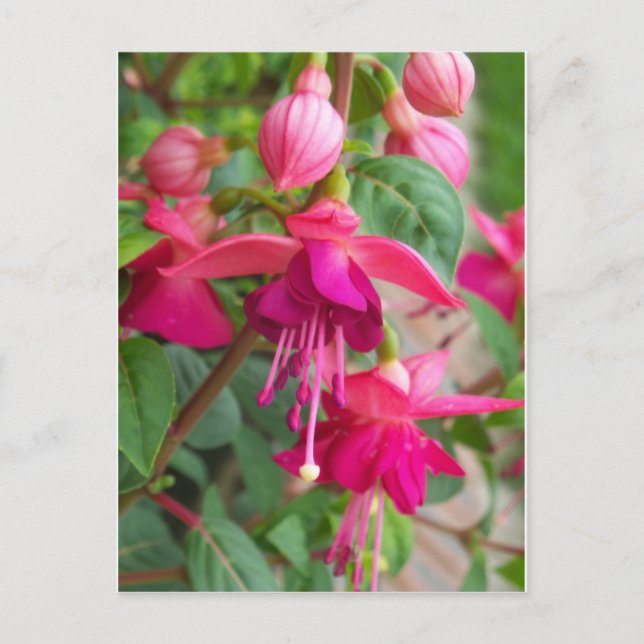 Carte Postale Fuchsia Paula Jane (Devant)