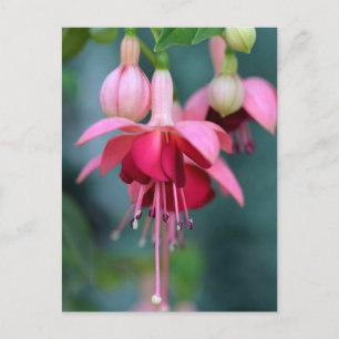 Carte Postale Fuchsias