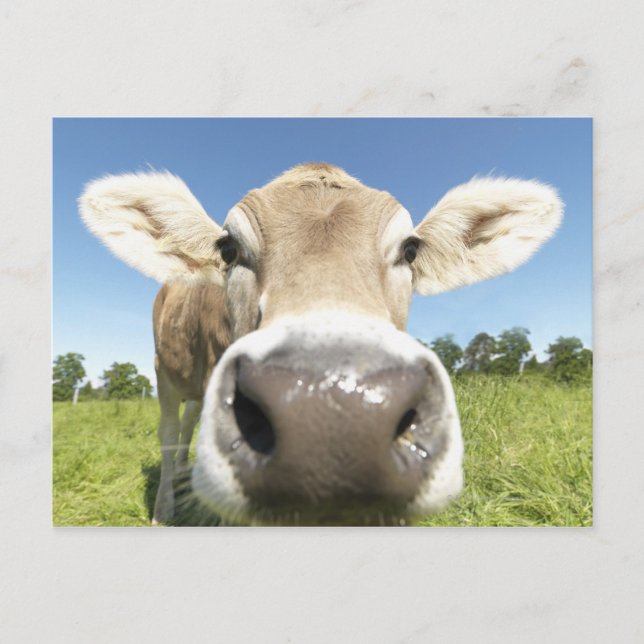 Carte Postale Fuessen, Bavière, Allemagne (Devant)