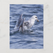 fulmar du Nord