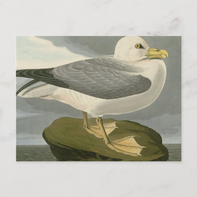 Carte Postale Fulmar Petrel (Devant)