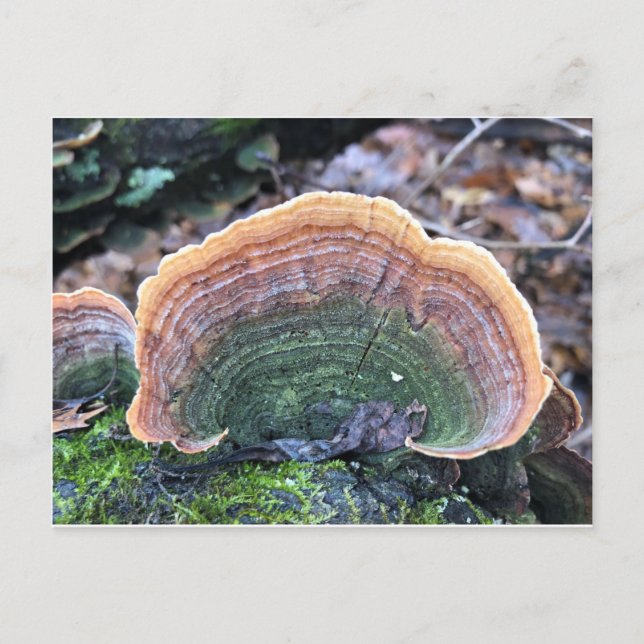 Carte Postale Fungus Arc-en-Ciel (Devant)