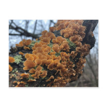 Fungus de Fairytale