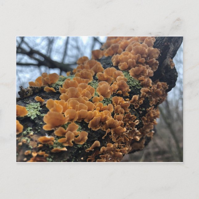 Carte Postale Fungus de Fairytale (Devant)