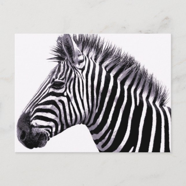 Carte postale Funky Zebra (Devant)