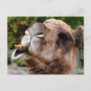 Carte Postale Funny Camel Faune Animale Photo