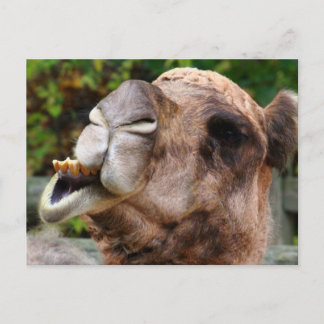 Carte Postale Funny Camel Faune Animale Photo