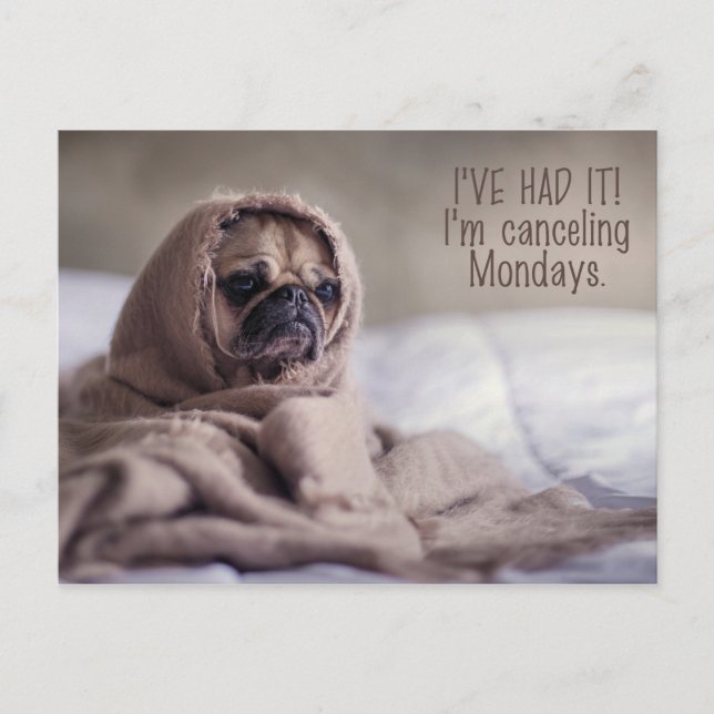 Carte postale Funny Carlin Dog (Devant)