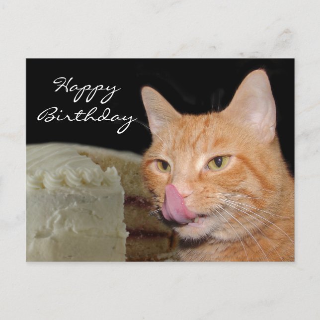 Carte Postale Funny cat Birthday (Devant)