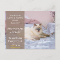 Funny Crazy Cat Humour