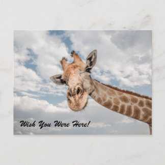 Carte postale Funny Giraffe