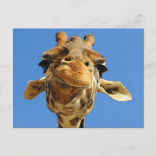 Carte postale Funny Giraffe (Devant)