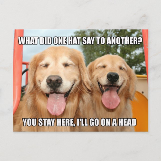 Carte Postale Funny Golden Retriever Casquette Joke Mème (Devant)